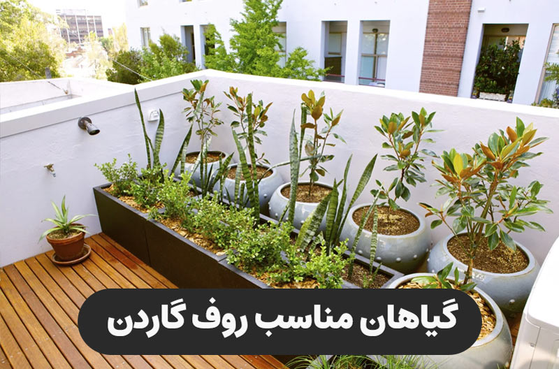 گیاهان مناسب روف گاردن