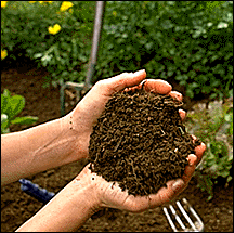 خاک مناسب برای رشد گیاهان