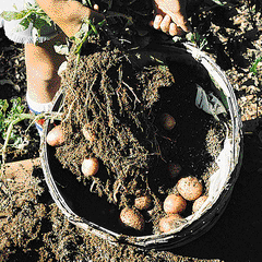 روشهای تکثیرگیاهان