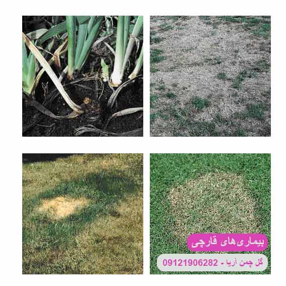 بیماری های قارچی