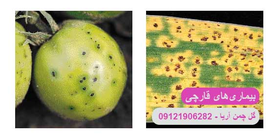 بیماری-های-قارچی