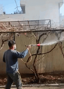 سمپاشی زمستانی درختان میوه