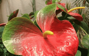 آنترویوم