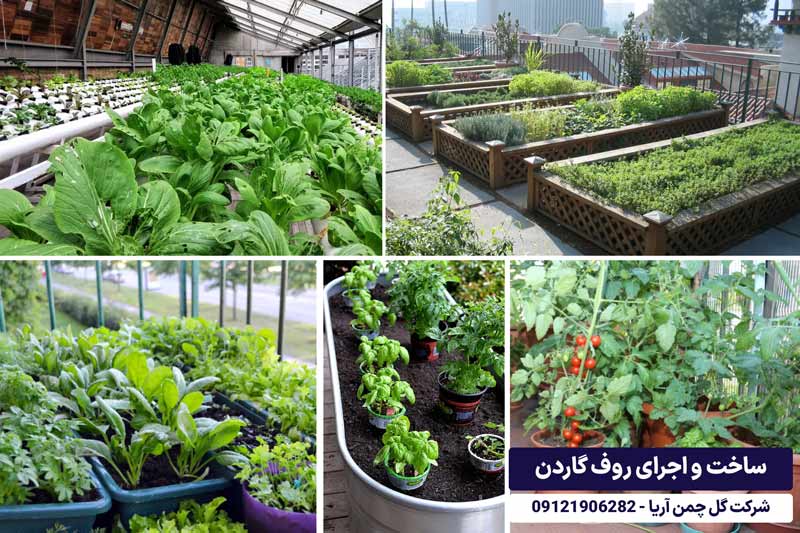 گیاهان مناسب برای روف گاردن