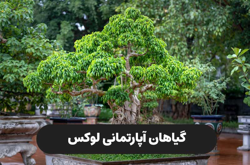 گلهای آپارتمانی ، گیاهان آپارتمانی لوکس
