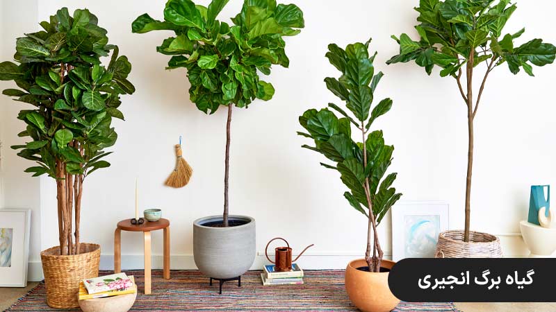 گیاه برگ انجیری