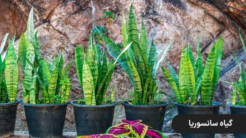 گیاه سانسوریا، گلهای سایه دوست باغچه ای ، گیاهان آپارتمانی