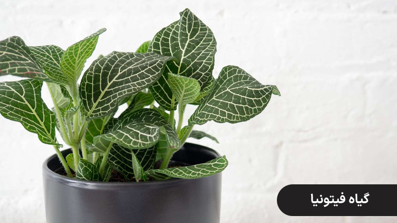 گیاه فیتونیا، گلهای سایه دوست باغچه ای