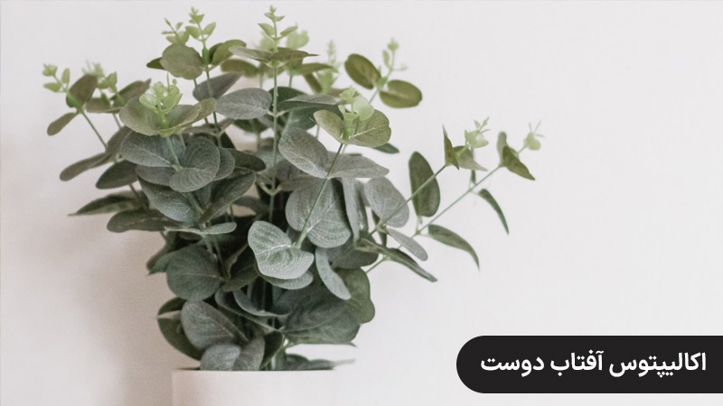 اکالیپتوس آفتاب دوست ، گیاهان بافچه ای مقاوم به گرما