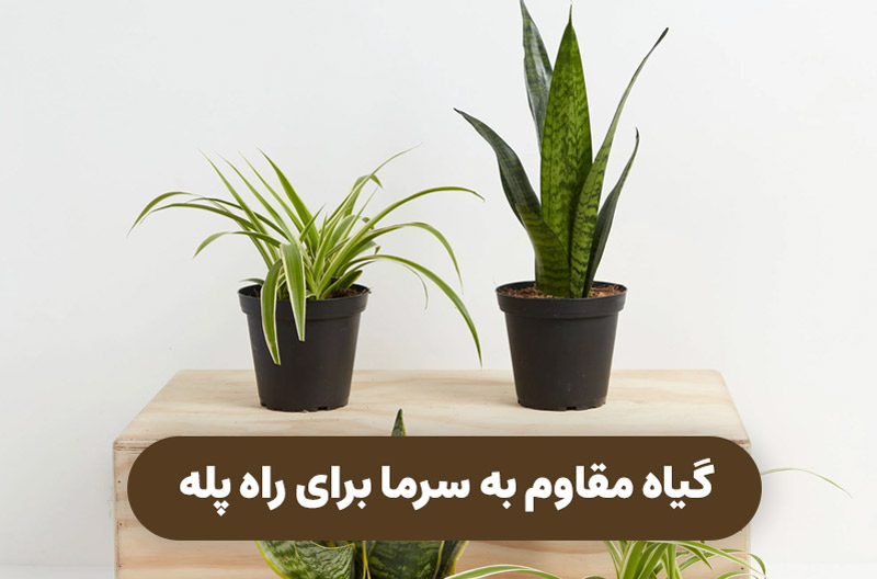 گیاه مقاوم به سرما ، گیاهان آپارتمانی مقاوم به سرما