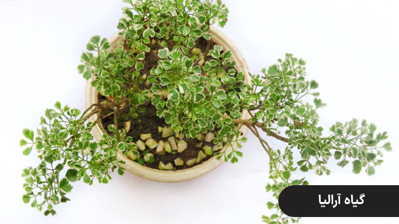 گیاه آرالیا، گیاه مقاوم به سرما برای راه پله