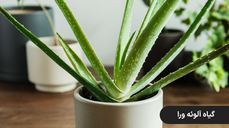 گیاه آلوئه ورا ، گیاهان باغچه ای مقاوم به گرما