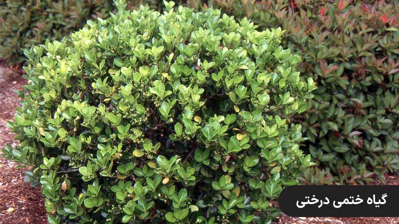 5. گیاه ختمی درختی بالکنی ، گیاه مقاوم به سرما برای راه پله
