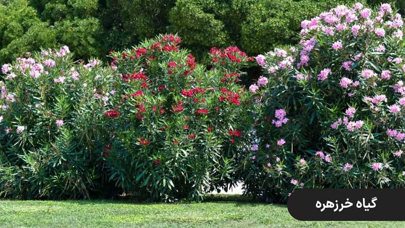 گیاه خرزهره ، گیاهان باغچه ای مقاوم به گرما