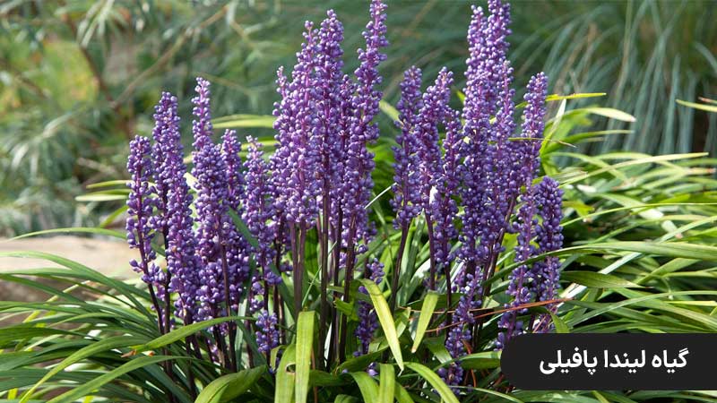 گیاه لیندا پافیلی سرما دوست ، گیاه مقاوم به سرما برای راه پله