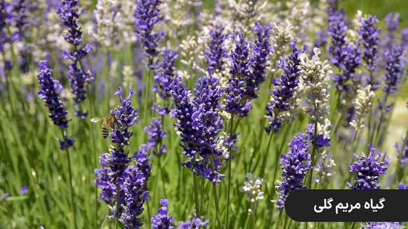 گیاه مریم گلی ، گیاهان باغچه ای مقاوم به گرما