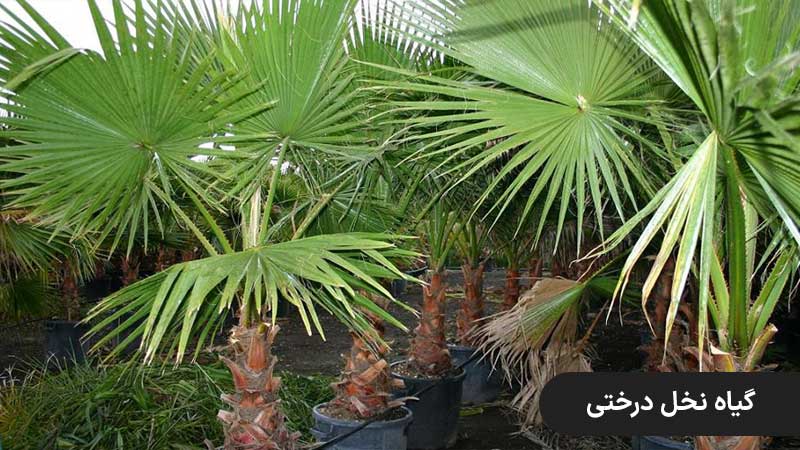 گیاه نخل درختی یا خرما ، گیاهان باغچه ای مقاوم به گرما