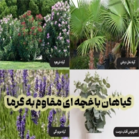 گیاهان باغچه ای مقاوم به گرما