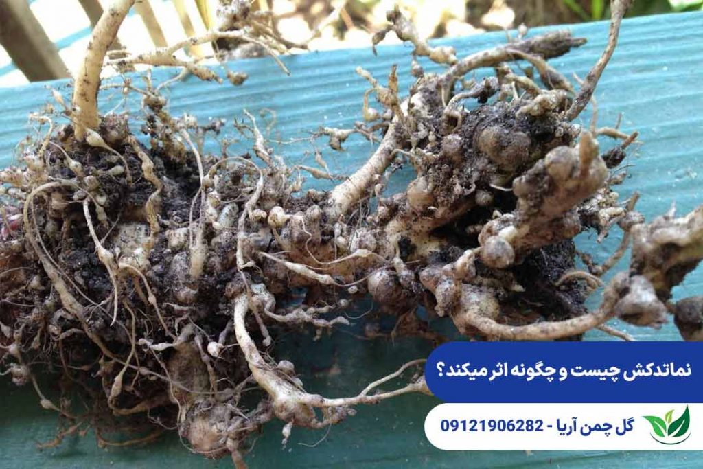 نماتدکش چیست؟
