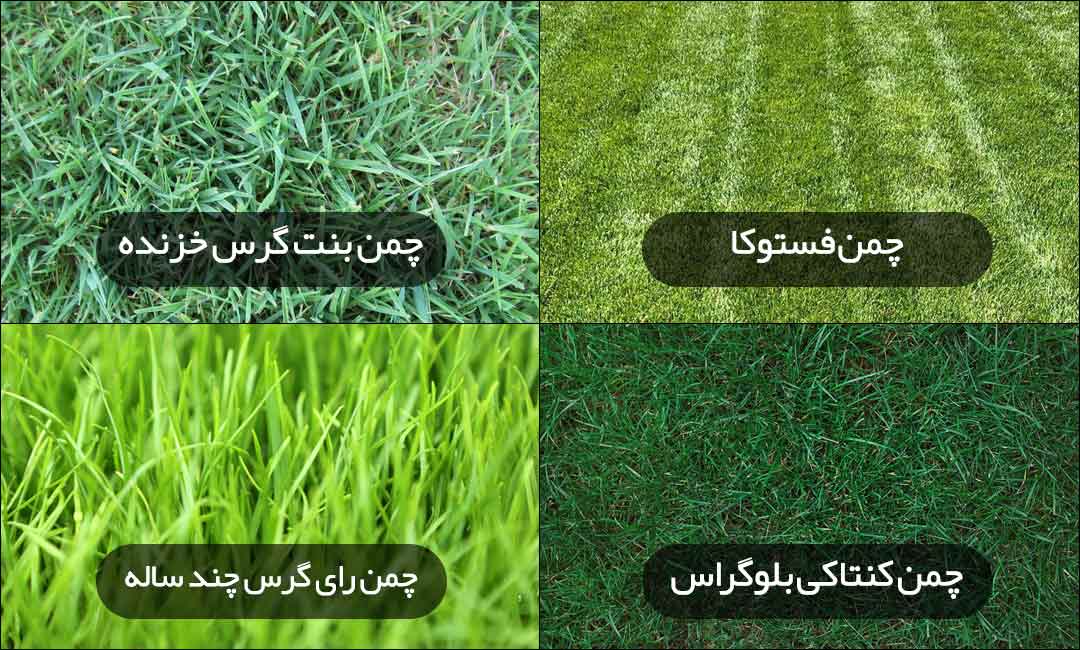 چمن طبیعی فوتبال برای مناطق سردسیر، انواع چمن طبیعی فوتبال
