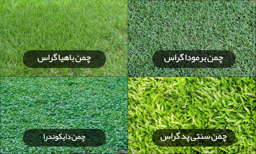 چمن طبیعی فوتبال برای مناطق گرمسیر، انواع چمن طبیعی فوتبال