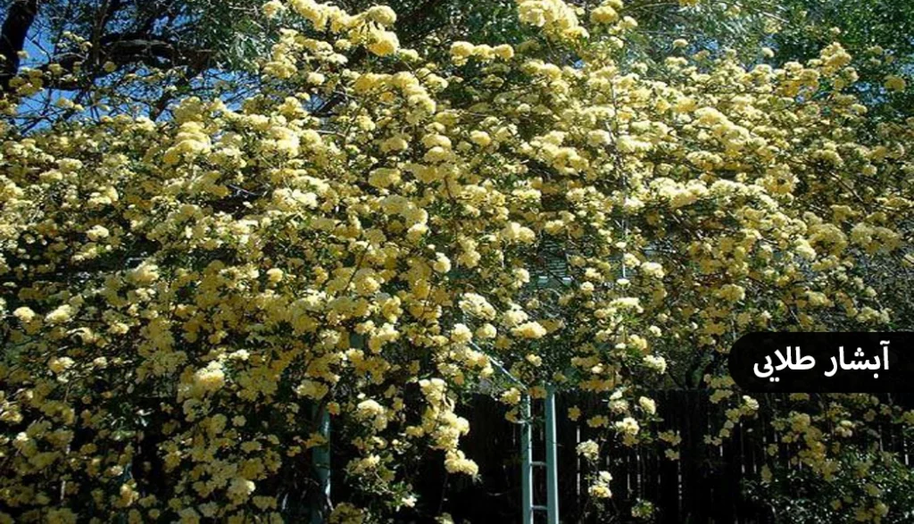 گیاهان مناسب برای دیوار سبز، آبشار طلایی