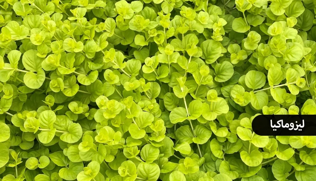 گیاه مناسب دیوار سبز ، لیزوماکیا
