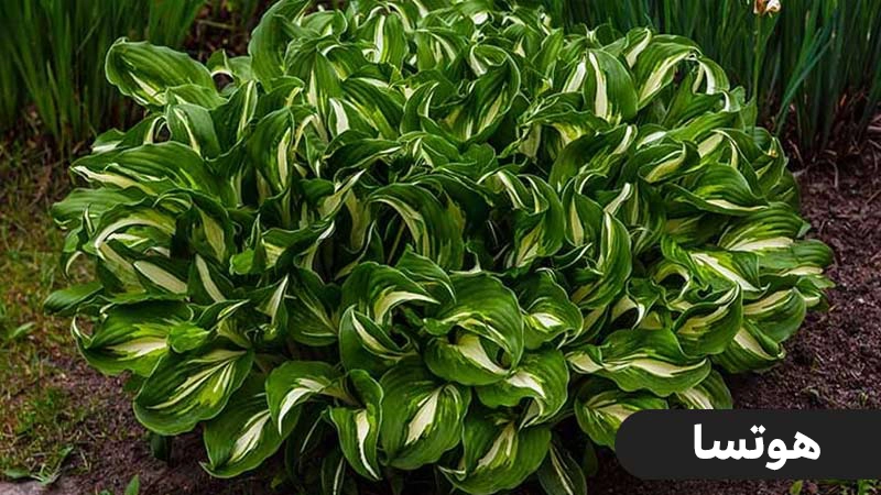 گیاه مقاوم مناسب برای بالکن ، گیاه مقاوم به سرما برای راه پله