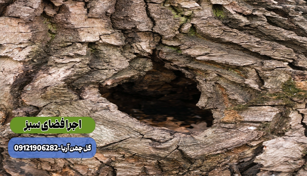 پوسیدگی تنه درخت