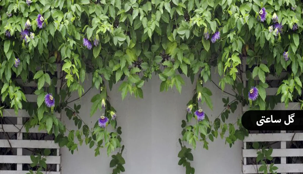 گیاهان مناسب برای دیوار سبز، گل ساعتی