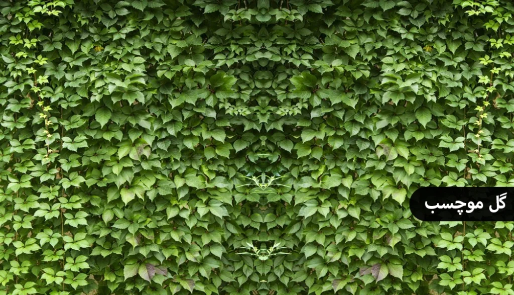 گیاه مناسب دیوار سبز ، گل موچسب
