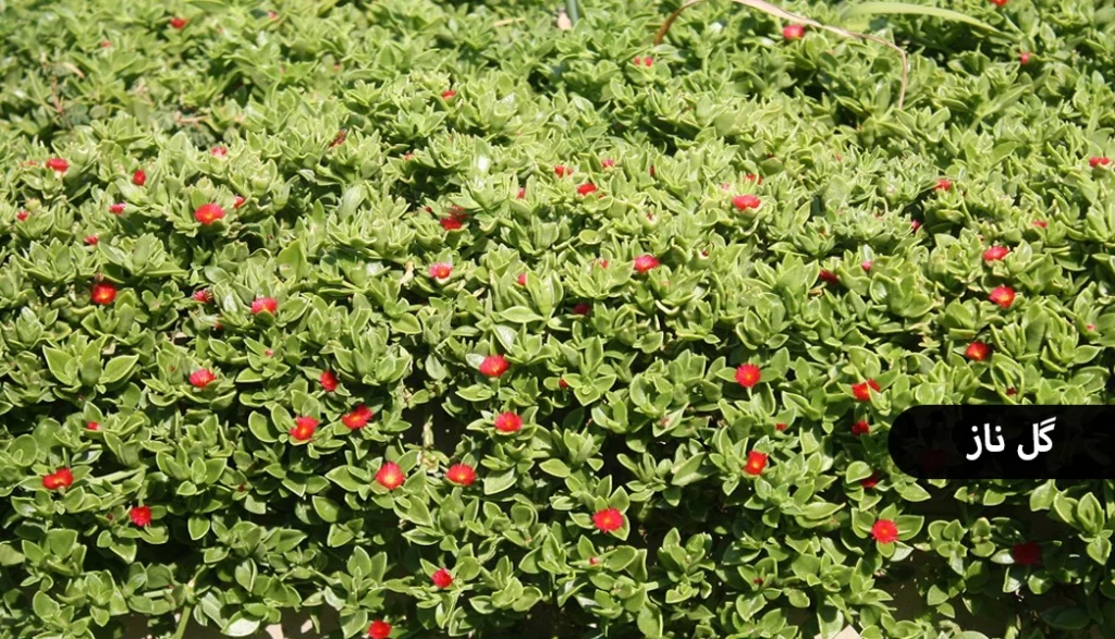 گیاه مناسب دیوار سبز ، گل ناز
