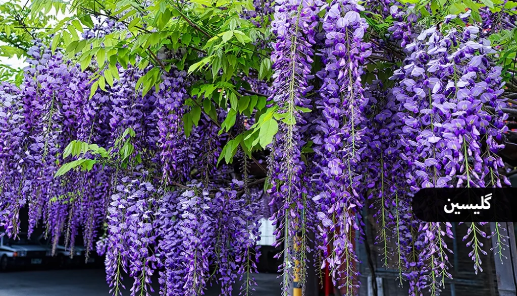 گیاه مناسب دیوار سبز ، گلیسین