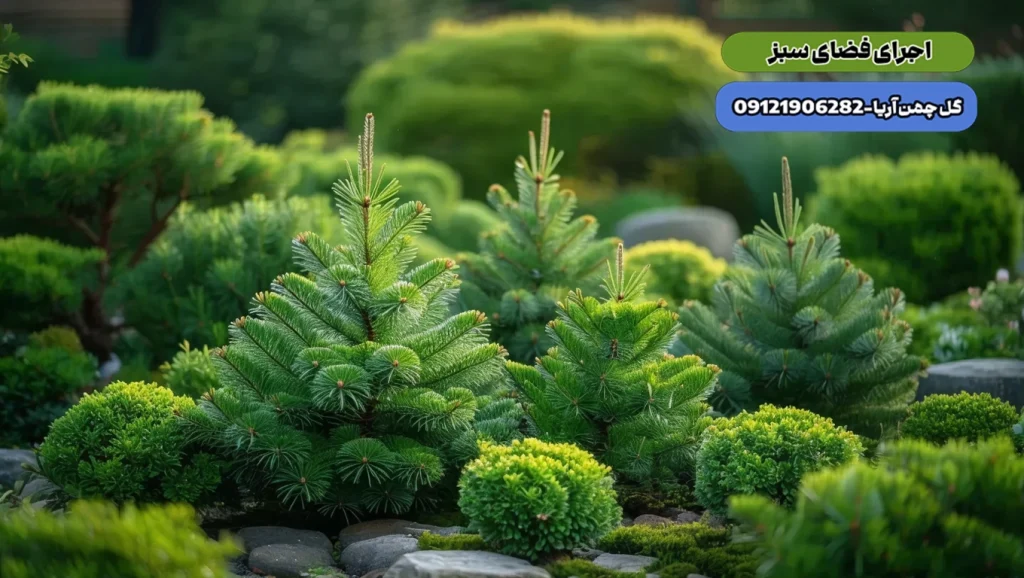 سوزنی برگان ، گیاهان باغچه ای