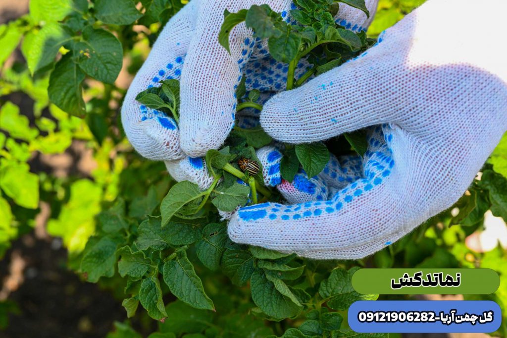 حشره بین گیاه